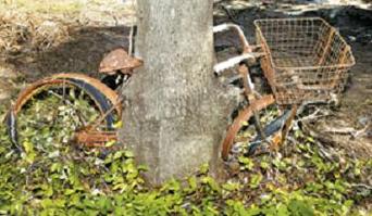 Everything Bicycles - : 620 BikeInTree: Trees with Bicycles (CycleTree)